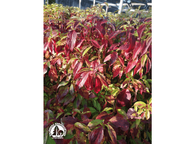 Cornus alba    RED GNOME = 'Regnzam'